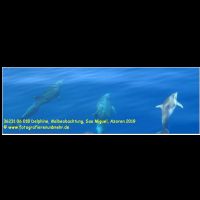 36231 06 018 Delphine, Walbeobachtung, Sao Miguel, Azoren 2019.jpg